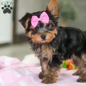 Bella, Yorkie Puppy